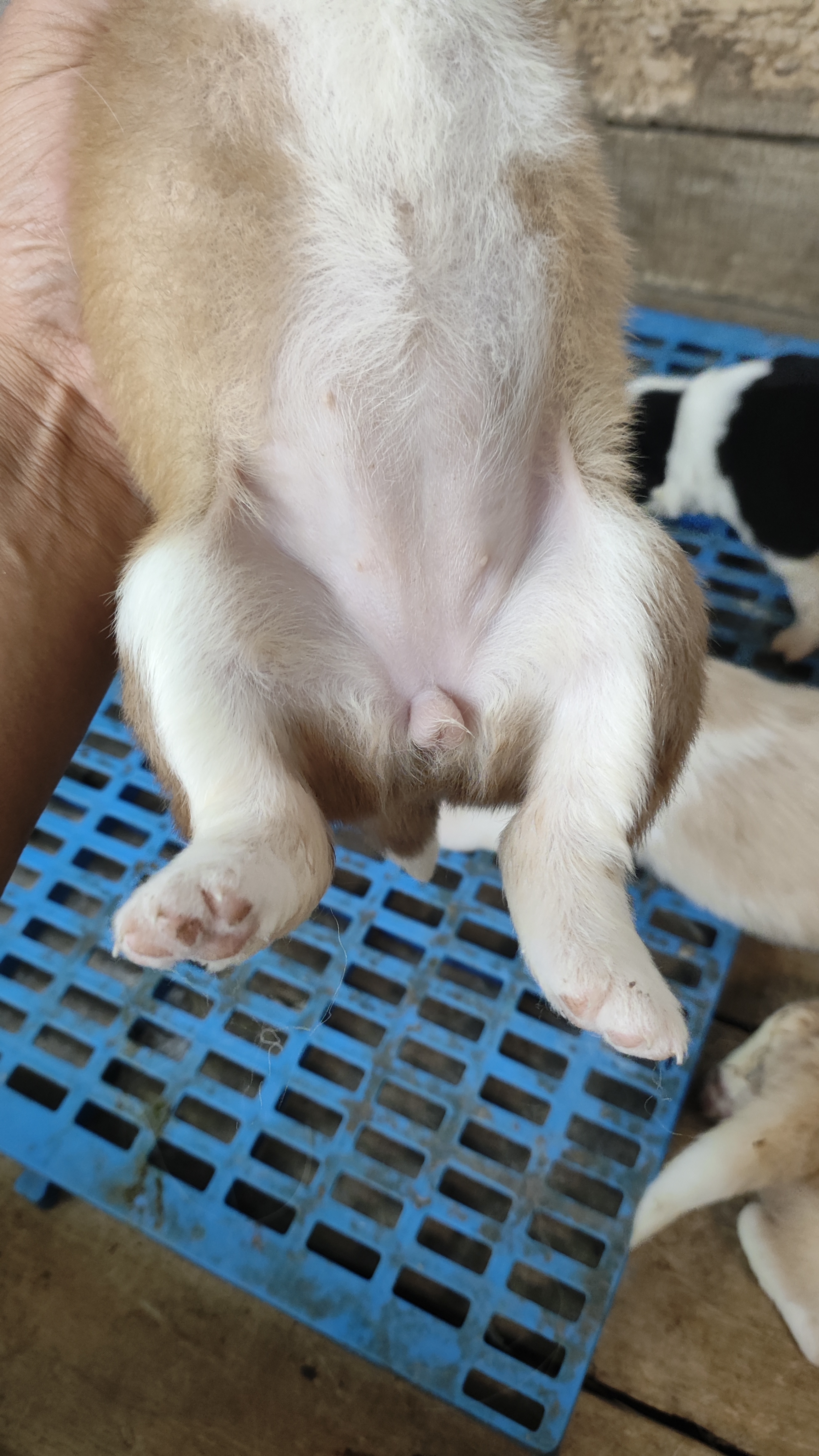 边境牧羊犬